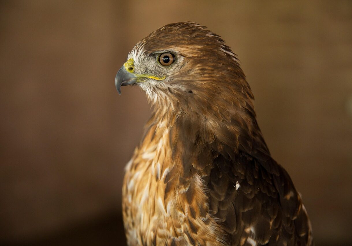 red-tail-hawk-3759227_1280